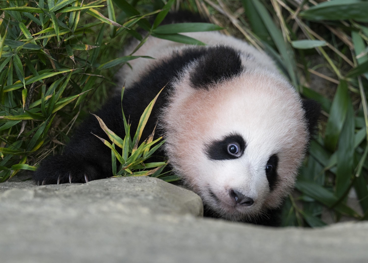Shu Bao, the fourth giant panda born in South Korea [Everland]