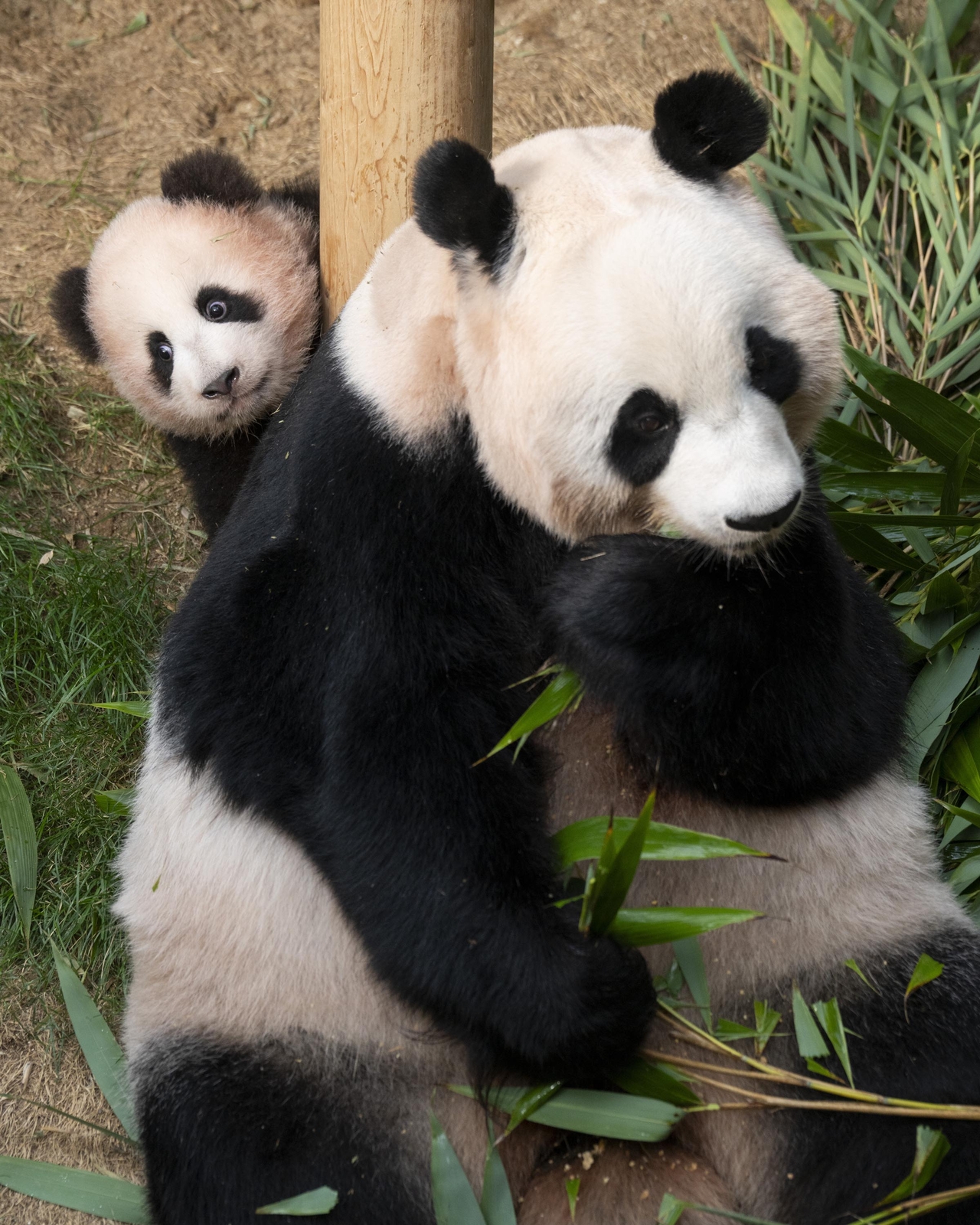 Shu Bao (left) and Ai Bao (Everland)