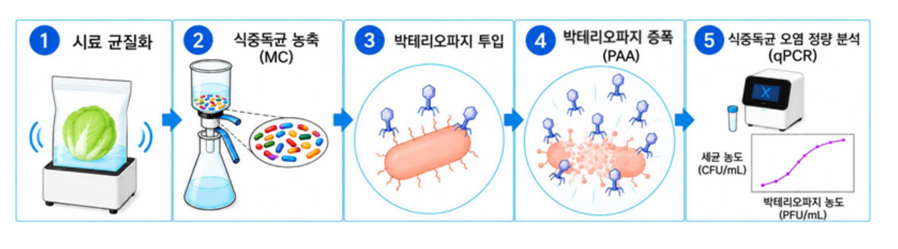 The rapid food poisoning bacteria detection process. [Provided by the Korea Food Research Institute]