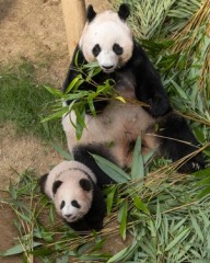 Baby panda Shu Bao to make public debut at Everland