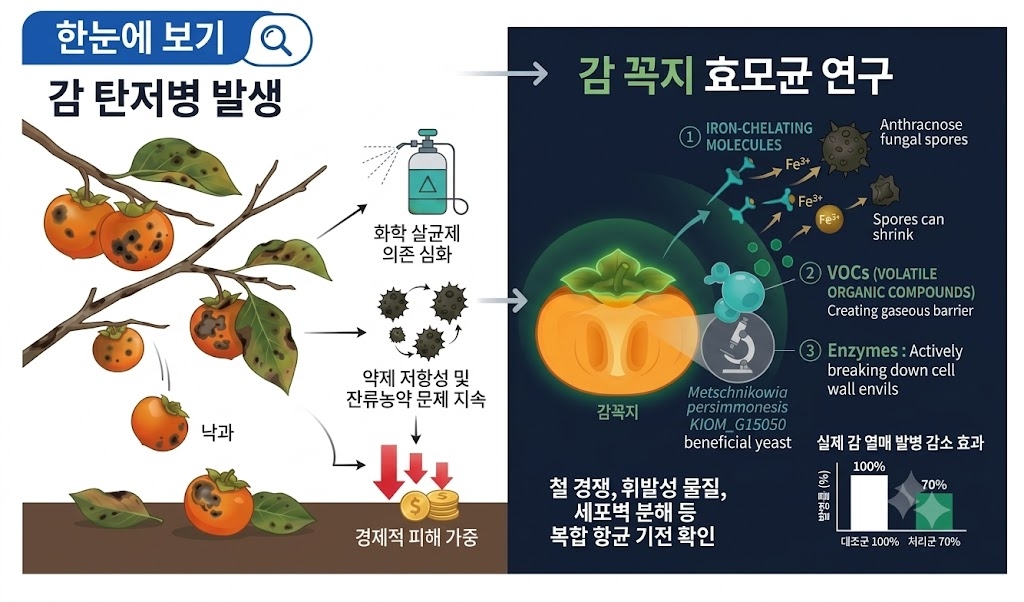 감 탄저병 발생과 감 꼭지 효모균 연구 이미지.[한국한의학연구원 제공]