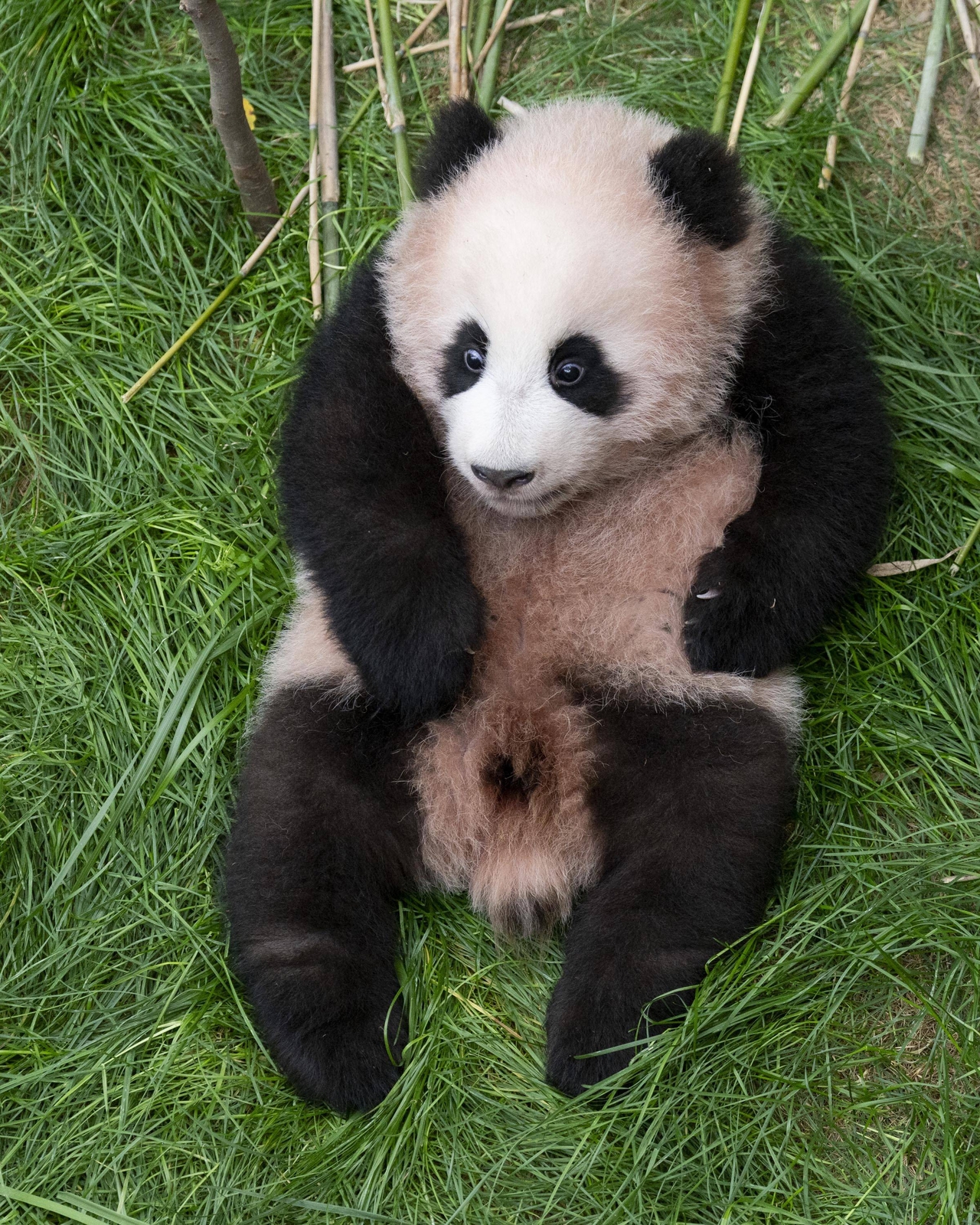 Shu Bao (Everland)