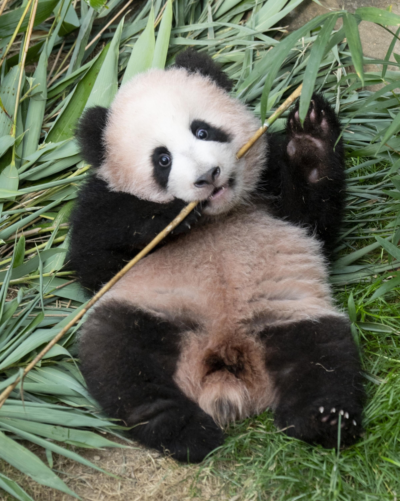 Shu Bao (Everland)