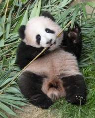 Baby panda Shu Bao to make public debut at Everland