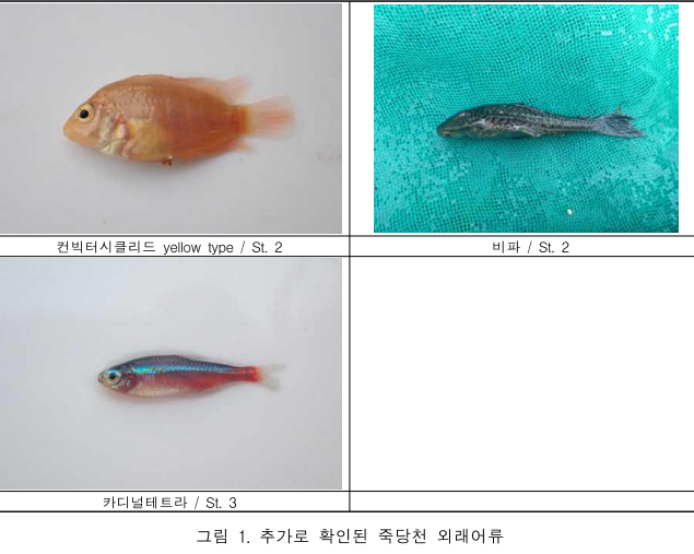 죽당천에서 추가로 확인된 외래어종.[국립생태원 ‘2025년 외래생물 전국 서식실태조사’ 보고서 갈무리]