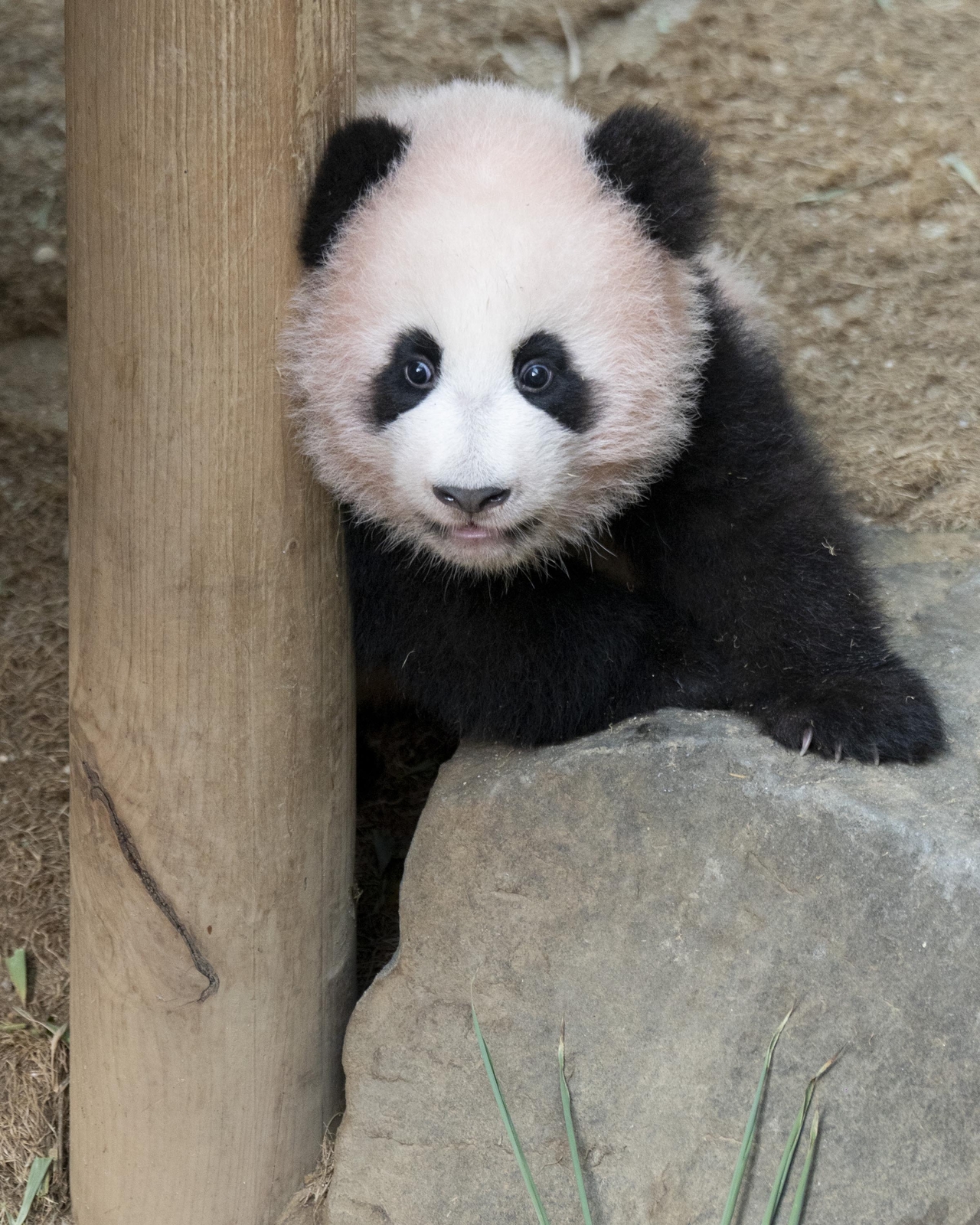 Shu Bao (Everland)