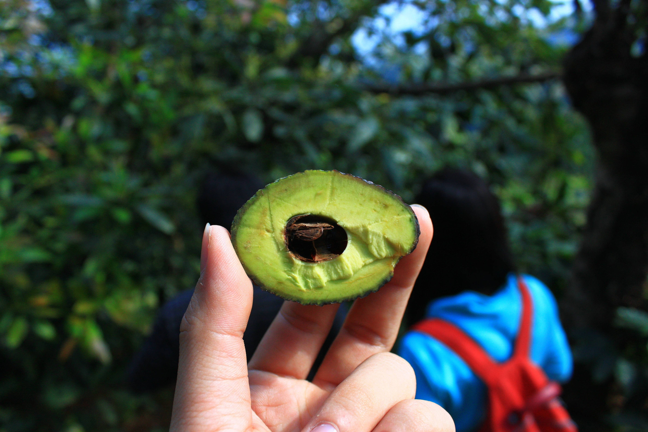 An avocado. This photo is not directly related to the article. [123rf]