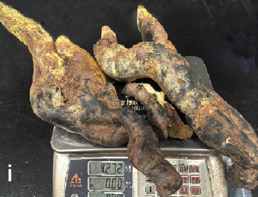 저울에 올린 가장 큰 디안주누스 렉스. 두 갈래로 갈라진 이 버섯의 무게는 논문에 따르면 2.2㎏다. [프런티어스 균류생물학(Frontiers in Fungal Biology)]
