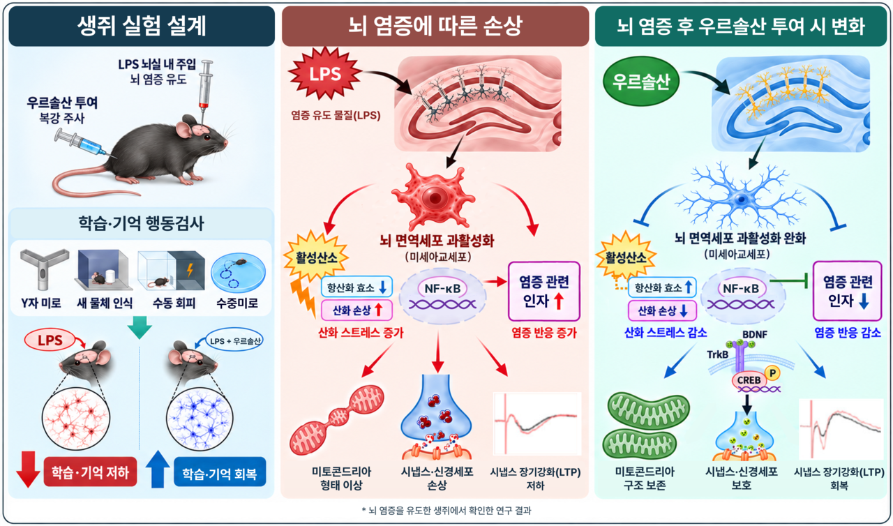 연구 모식도.[챗GPT 제작]