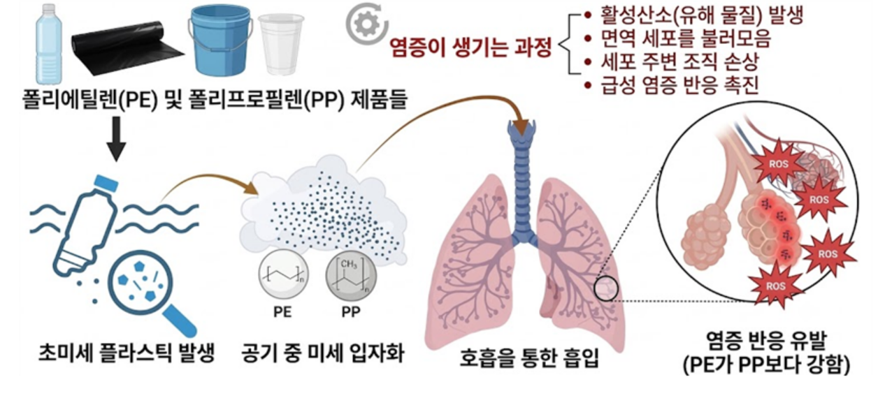 A diagram showing how PE and PP nanoplastics are inhaled through the respiratory tract and cause lung damage. [Provided by Korea Research Institute of Bioscience and Biotechnology]