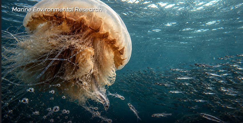 A jellyfish. [Provided by KIOST]