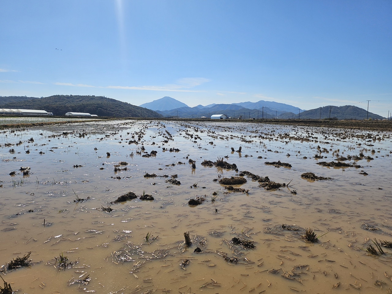 세계자연기금(WWF)이 강원도 철원군 민통선 안쪽에 자리한 논에서 철원두루미운영협의체와 함께 추진하는 ‘두루미 먹이벼 존치사업’ 현장. ‘무논’이 조성될 부지. 김광우 기자.