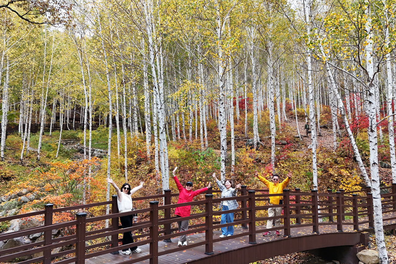 A panoramic view of the Jukpari birch forest in autumn foliage. [Yeongyang-gun]