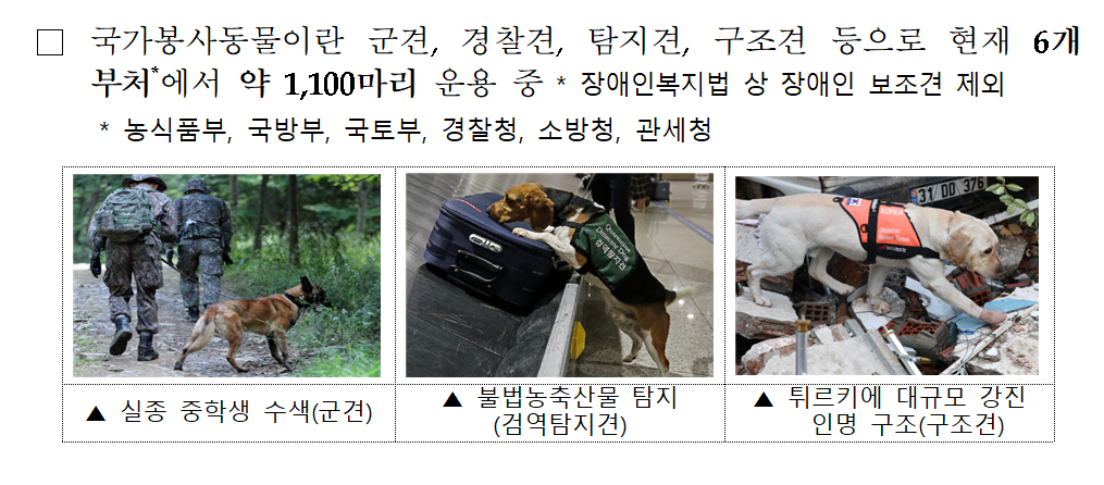 국가봉사동물들이 군 작전 중 실종자 수색(왼쪽), 공항 내 불법 농축산물 탐지(가운데), 튀르키예 대규모 강진 현장 인명 구조(오른쪽) 임무를 수행하고 있다. 현재 농림축산식품부와 국방부, 경찰청 등 6개 부처에서 약 1100마리의 국가봉사동물을 운용하고 있다. [농림축산식품부]