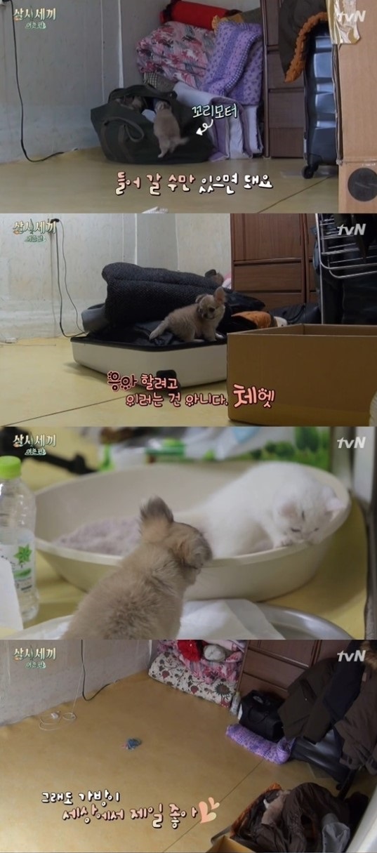 사진 = tvN 삼시세끼 방송화면 캡처
