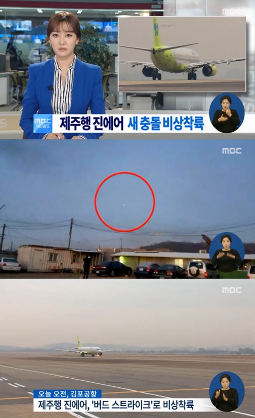 사진:제주행진에어버드스트라이크