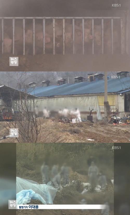 '구제역' / KBS뉴스 캡처