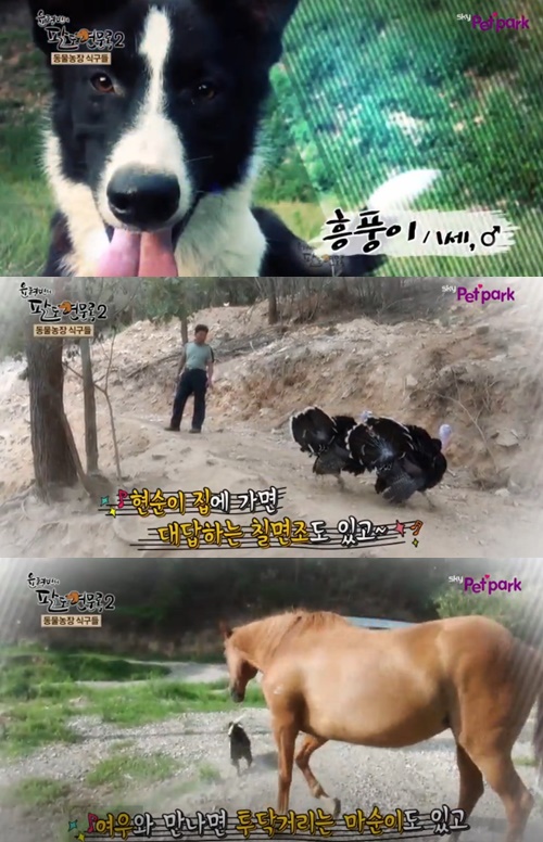 반려견 등록법 반려견 등록법