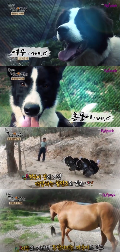 반려견 등록법 반려견 등록법