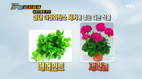 사진: '실내 식물 미세먼지 감소 효과' 자료화면 / KBS위기탈출넘버원 캡처