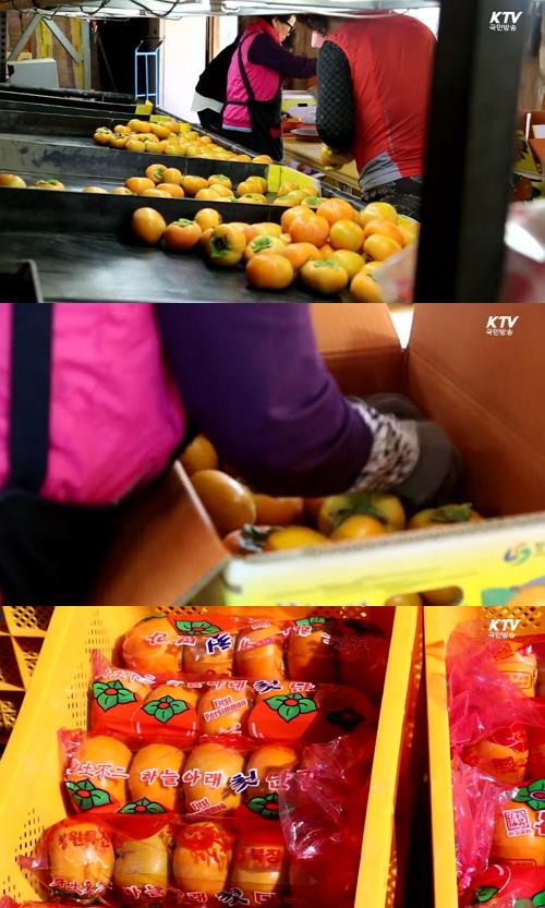 '단감의 칼로리' / KTV국민방송 캡처