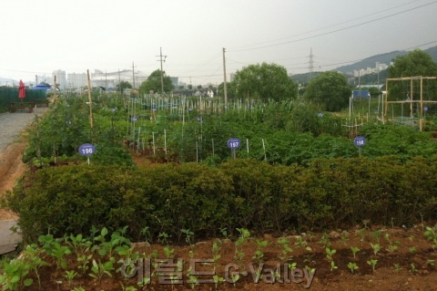 옥길시민농장 관련 사진 [사진제공=광명시청]