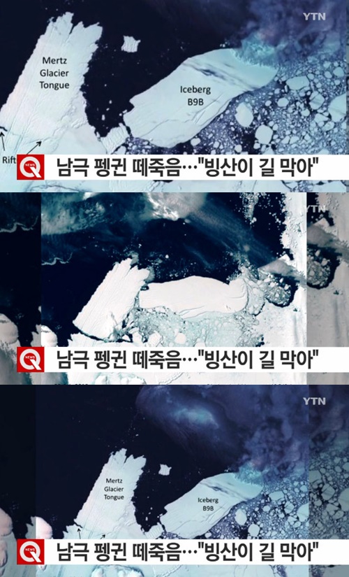 사진:남극 펭귄 15만 마리 떼죽음
