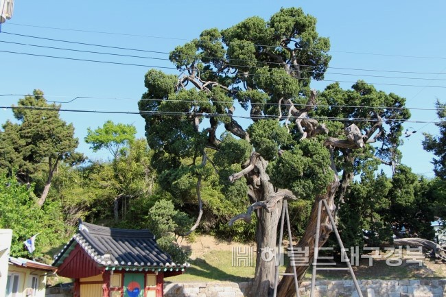 수백년전 울릉도에서 파도에 밀려간 향나무가 울진군 죽변면에서 마을 신목으로 , 또 쳔연기념물 158호로 지정돼 보호받고 있다.(헤럴드 대구경북 사진자료)