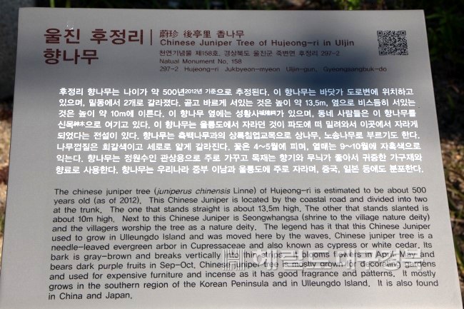 울진군 후정리의 향나무 안내 표지판(헤럴드 대구경북 사진자료)