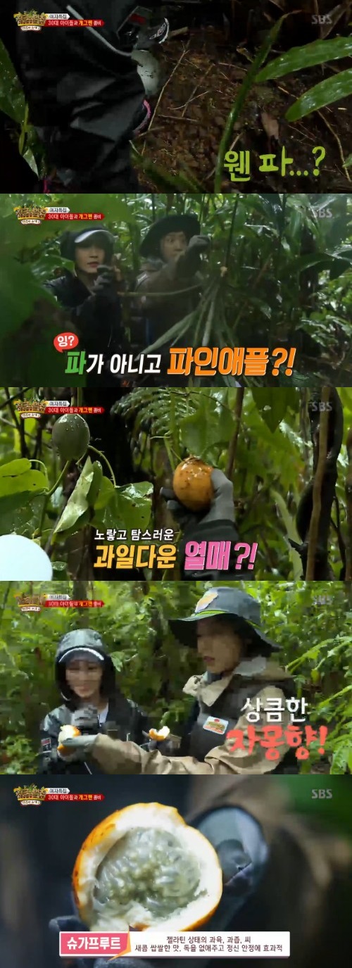 정글의 법칙
