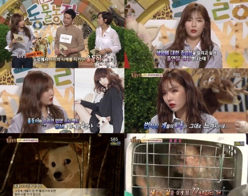 사진=SBS 'TV 동물농장' 화면 캡처