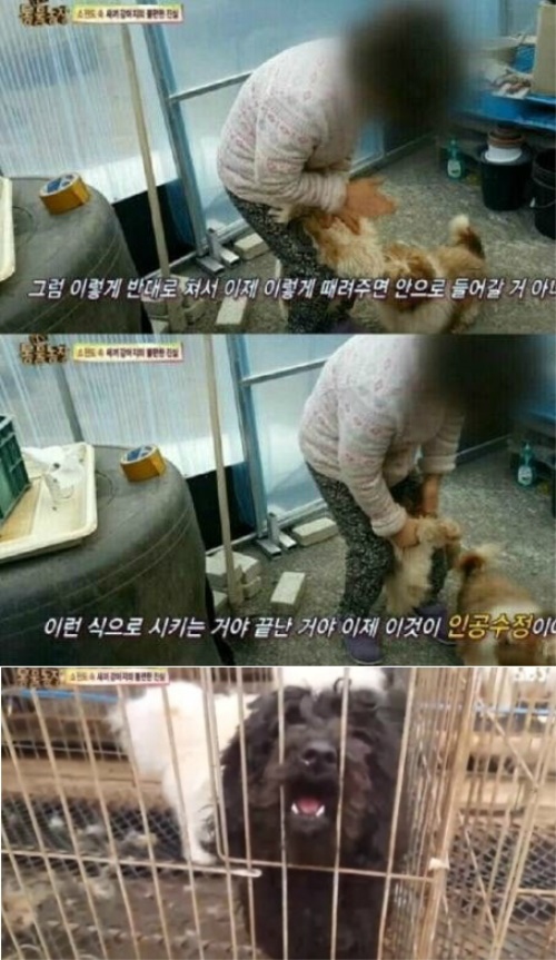 사진: SBS 'TV 동물농장'