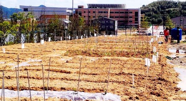 안동시가 경북도청 신도시 입주민들을 위해 텃밭을 제공하고 있다.(안동시 제공)