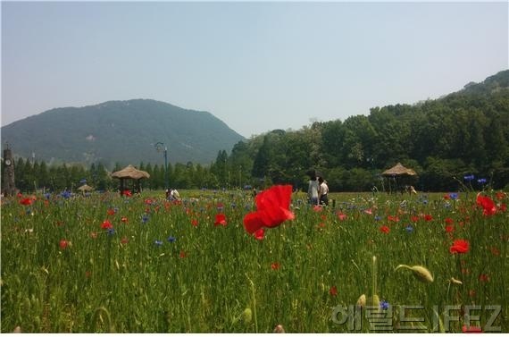 인천대공원 야생초화 개화사진 [사진제공=인천대공원]
