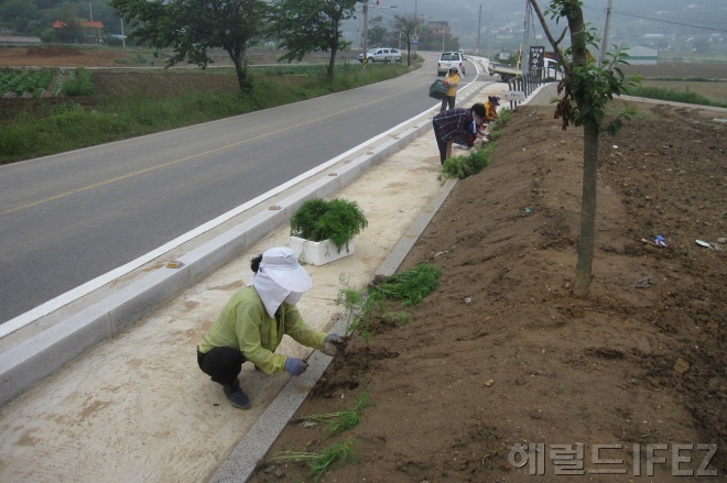 코스모스를 심는 장화1리 마을주민 [사진제공=인천 강화군]