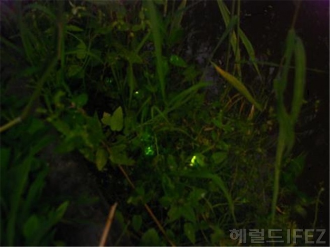 애반딧불이 [사진제공=인천시]