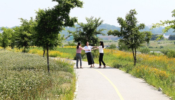 경북 안동시 풍산읍 서안동 대교 밑  공터에 하얀 메밀꽃과  노란 금계국이  조화를 이루며 활짝펴 관광객과 현지주민들의 이목을 끌게하고 있다.(안동시 제공)