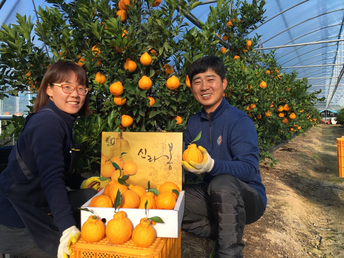경주 특산물인 신라봉이 설 명절을 앞두고 본격 출하되면서 농민들이 환하게 웃고 있다.(사진제공=경주시)