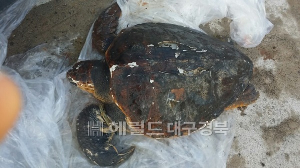울릉도 북면 천부항에서 죽은 채 발견된 바다거북이(독자제공)