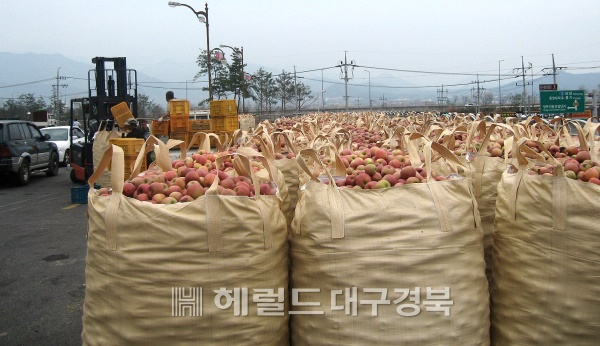 과일가격 안정을 위해 영주시가 저 품위 사과를 가공용으로 수매하고 있다.(영주시 제공)