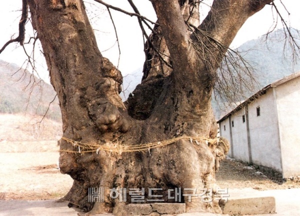 충북괴산의 오가리 느티나무(자료사진)