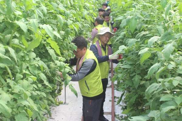 경북 농협과 노동조합이  노사간담회 대신 보람찬  농촌 일손돕기에 나섰다.(경북농협 제공)