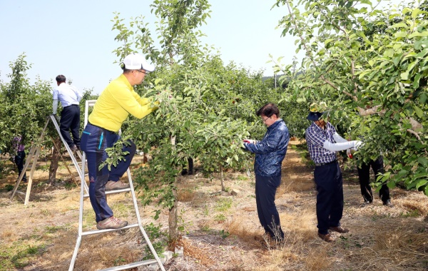 권영세(오른쪽 두번째)안동시장과 시청 공무원들이 일손돕기를 하면서 구슬땀을 흘리고 있다.(안동시 제공)