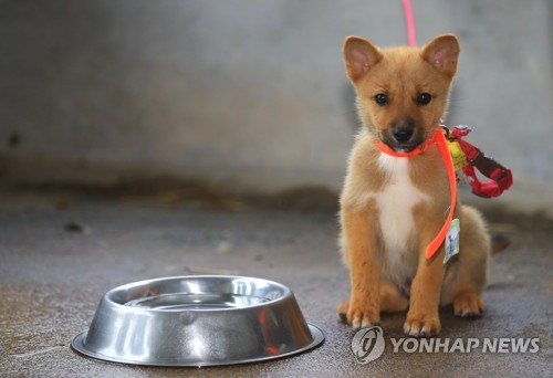 11일 토종개 제주개 20마리가 분양됐다. (사진=연합뉴스)