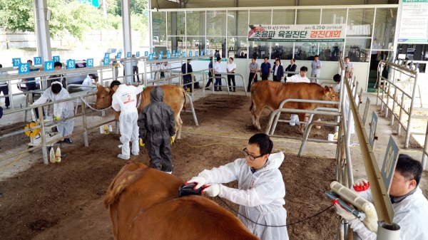 경북농협이 선산가축시장에서 한우초음파 육질진단 겅진대회를 열고 있다.(경북농협제공)