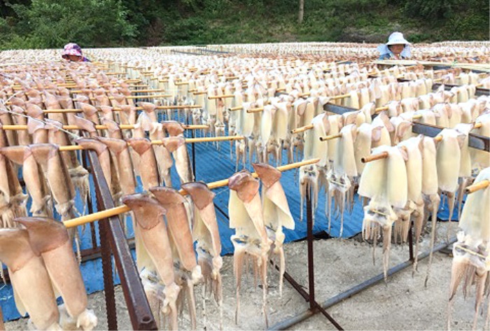 반입된 외지산 냉동 오징어가 어체 작업을 완료하고 서면 남양에서 해풍에 의해 자연 건조되고 있다.(독자 제공)