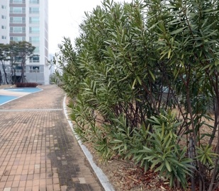 협죽도 (사진=연합뉴스)