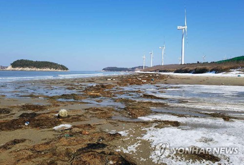모자반(사진=연합뉴스 제공)