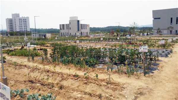 예천군이 경북도청신도시 입주민에게 분양할 텃밭전경(예천군 제공)