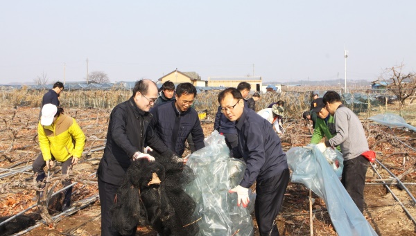 유찬형 농협중앙회 상무(죄측부터) 이종우 농협경제지주 상무, 여영현 경북농협     본부장이 폭설 피해현장에서 직원들과 폐비닐 수거 작업을 하고 있다.(경북농협 제공)